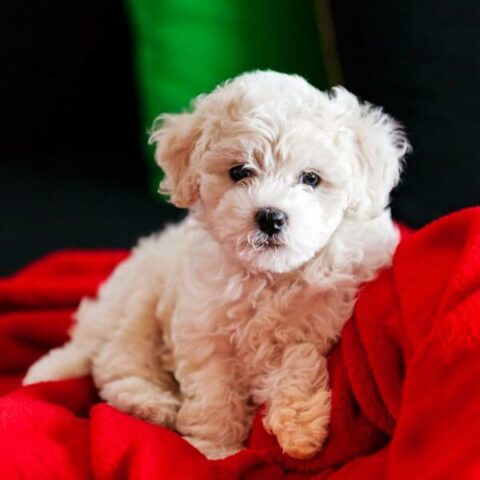 Bichon Frise Puppies For Sale Petmeetly