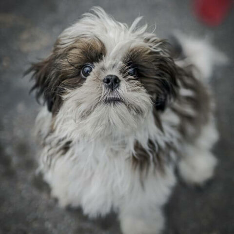 Shih Tzu For Adoption Adopt A Shih Tzu Petmeetly