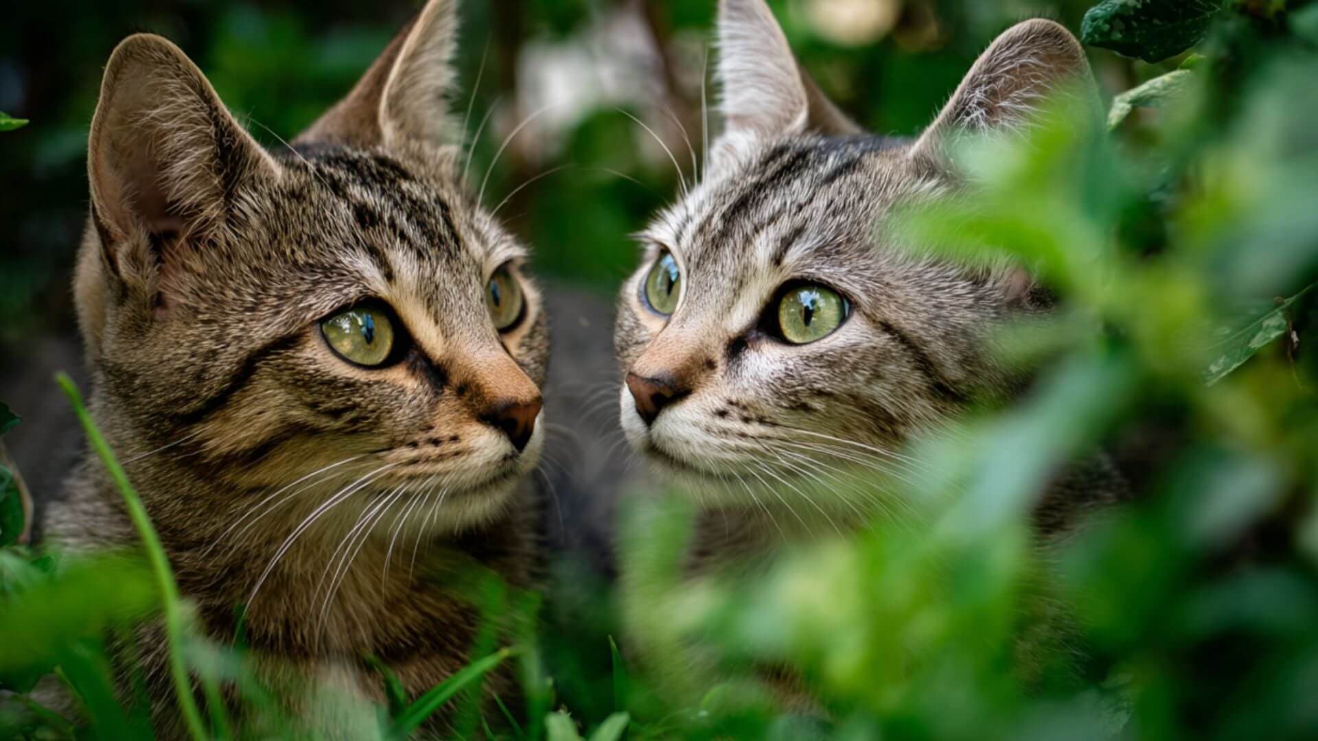 Orange cat looking curious - Find your perfect feline friend on Petmeetly