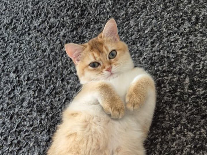 British Shorthair 1 year old female named Luna for breeding in Freiburg im Breisgau, Baden-Württemberg | Petmeetly