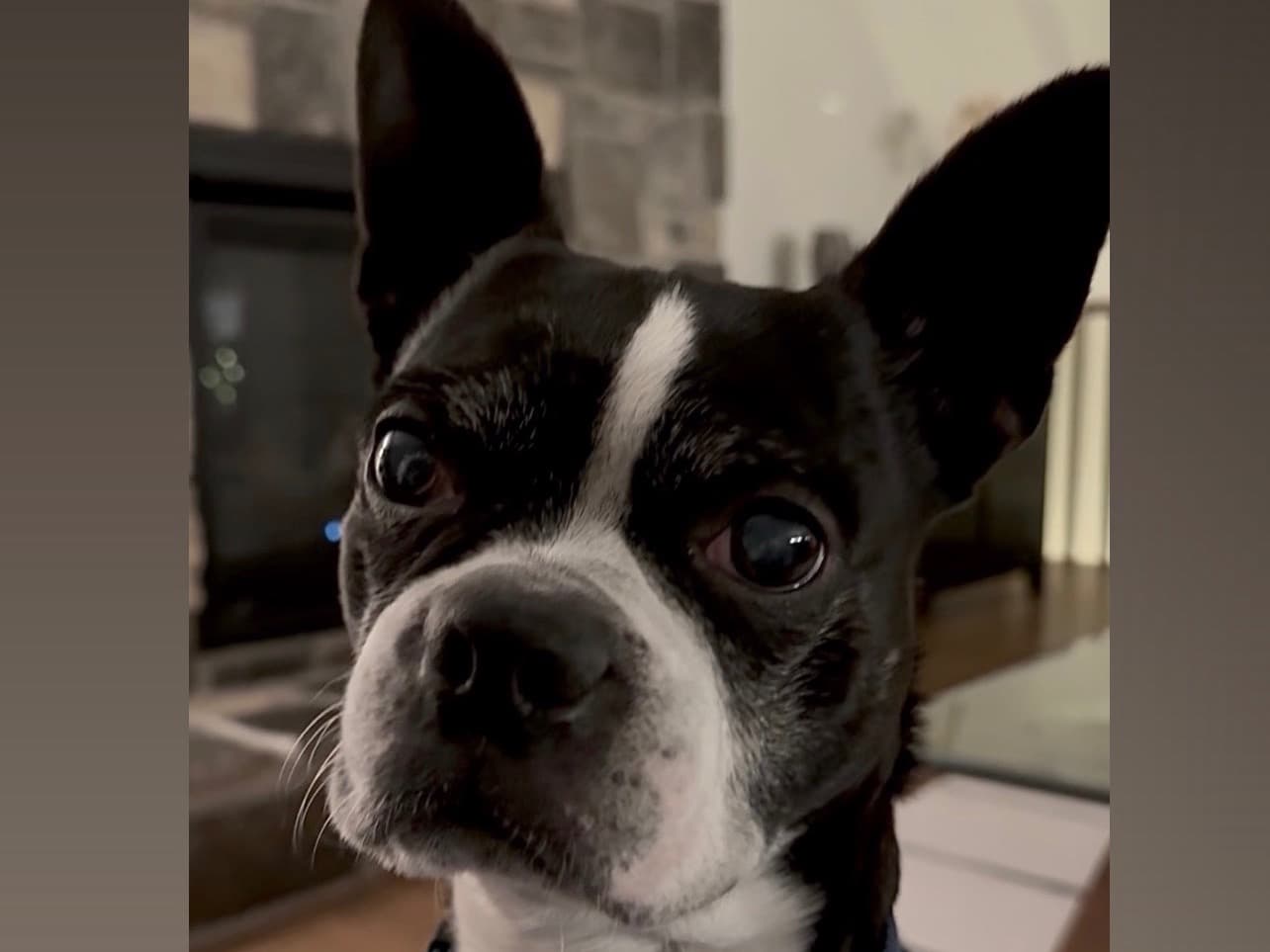 Boston Terrier 8 years old male medium named Roscoe for breeding in Carleton Place, Ontario | Petmeetly