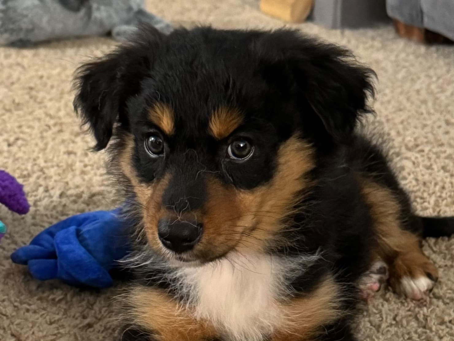 Australian Shepherd 1 year 7 months old male medium named Bear for breeding in Kirksville, Missouri | Petmeetly