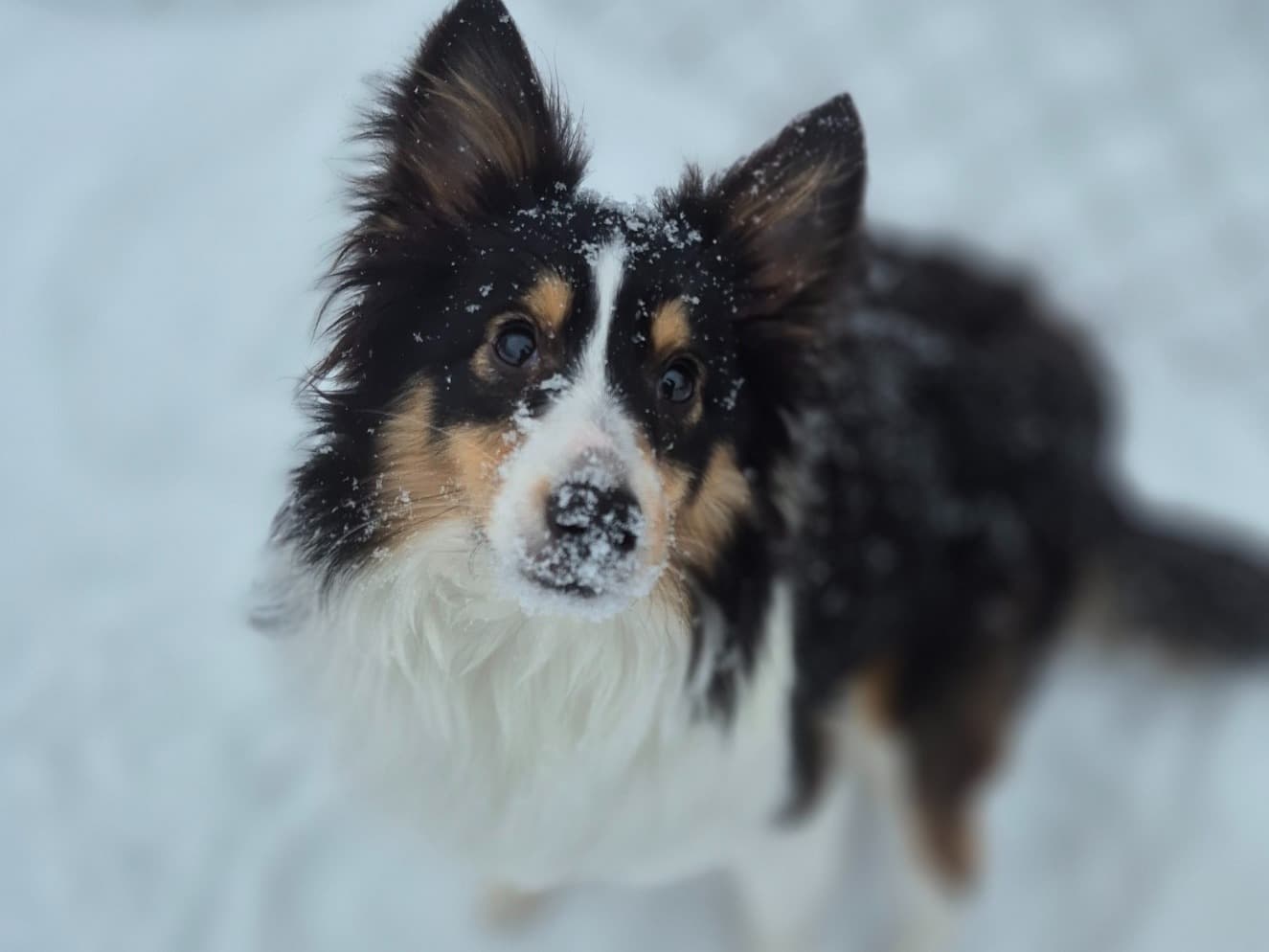 Shetland Sheepdog 1 year 2 months old female small named cherry for breeding in Parkersburg, West Virginia | Petmeetly
