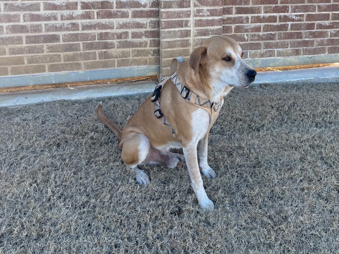Anatolian Shepherd 2 years old male large named Odin Bean for breeding in Haslet, Texas | Petmeetly