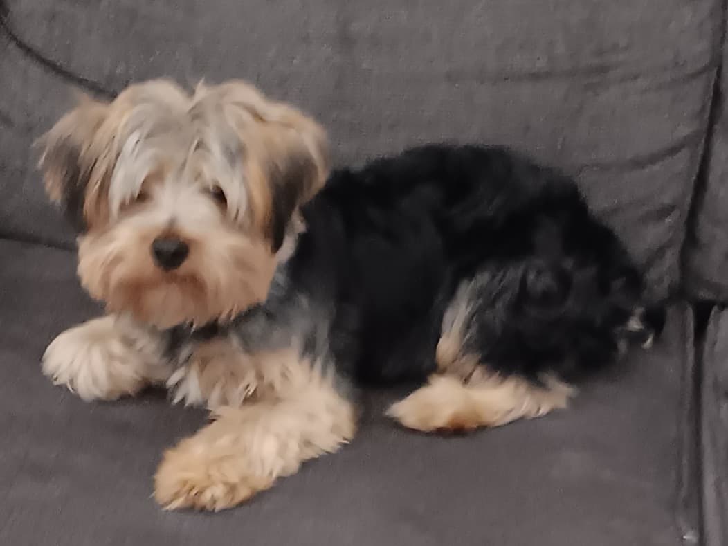 Yorkshire Terrier 1 year 2 months old male small named Sir for breeding in Conroe, Texas | Petmeetly