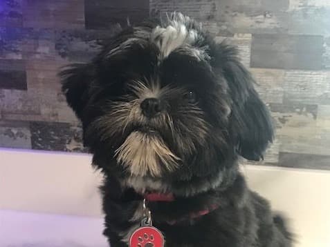 Shih Tzu 3 years 2 months old female medium named Onyx for breeding in Punta Gorda, Florida | Petmeetly