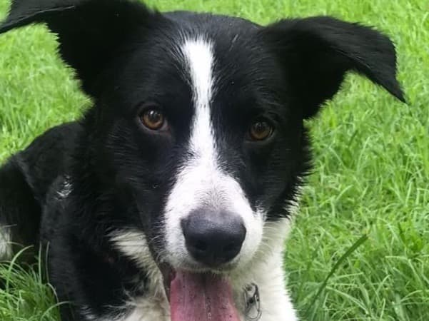 Border Collie 6 years old male medium named Lucas for breeding in Portland, Oregon | Petmeetly