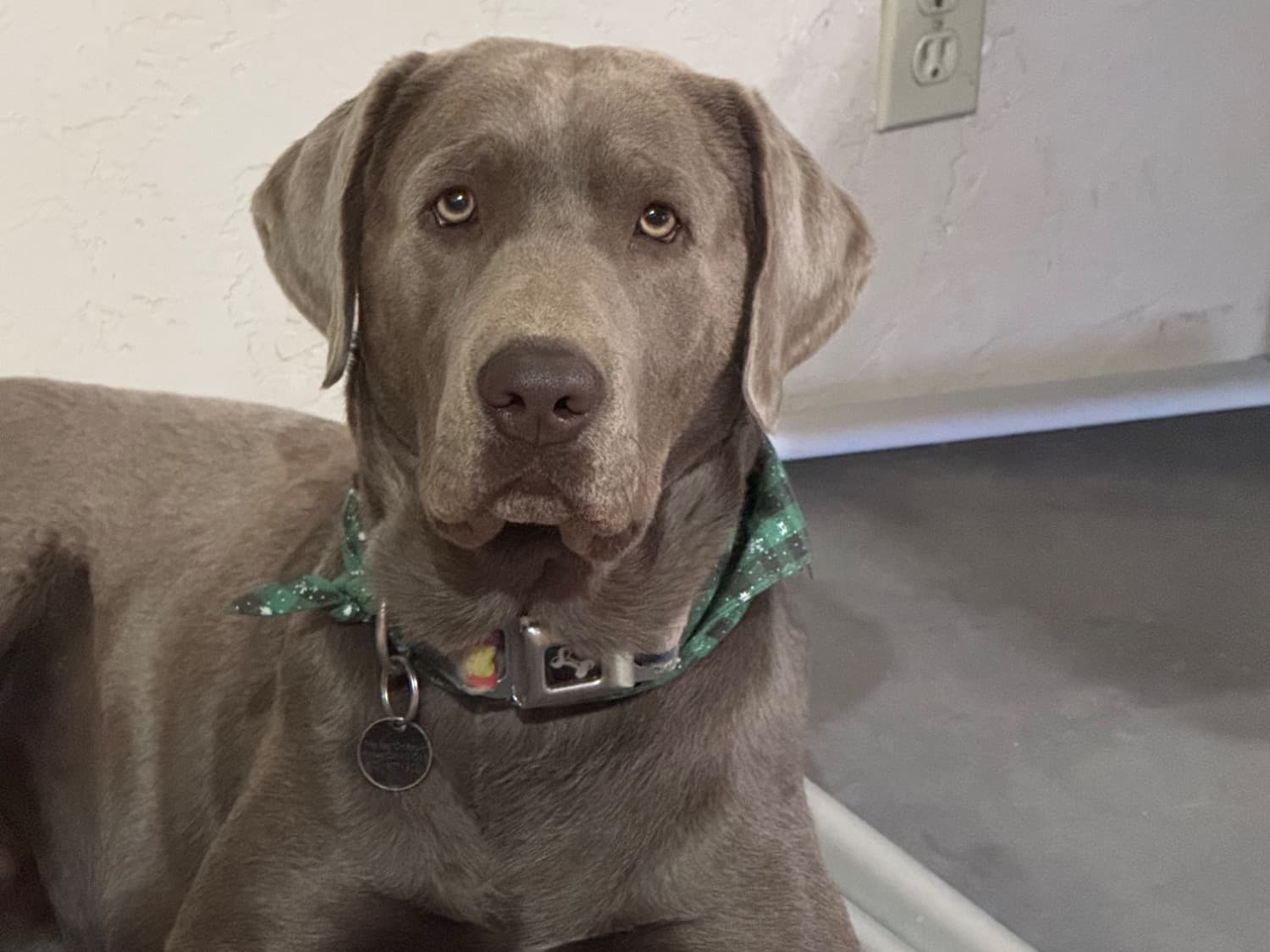 English Labrador Retriever 4 years old male large named Jarvis for breeding in Tucson, Arizona | Petmeetly
