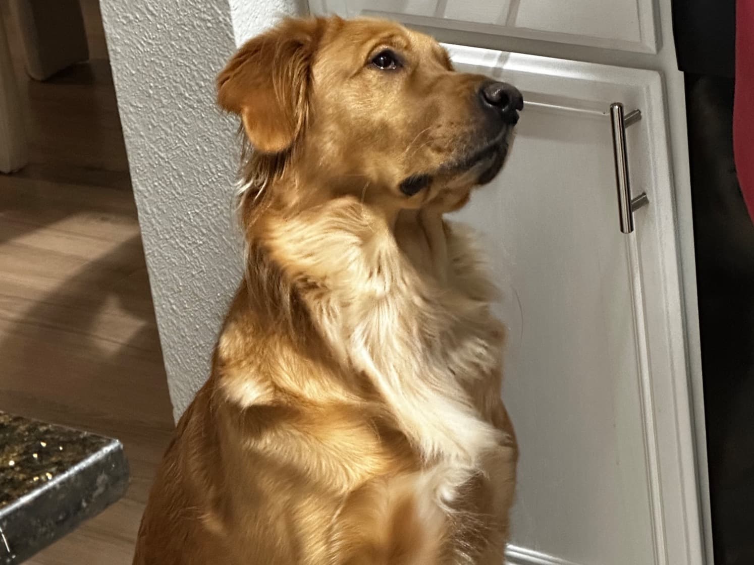 Golden Retriever 2 years 1 month old female large named Maia for breeding in Carrollton, Texas | Petmeetly