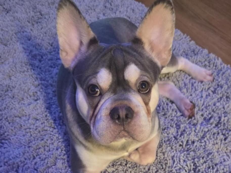 French Bulldog 1 year old male small named Scrappy for breeding in London, England | Petmeetly