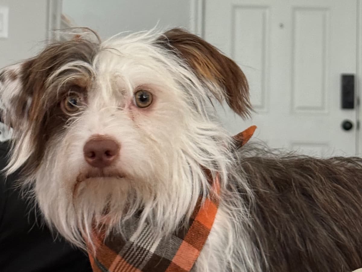 Maltese 2 years old male small named Chestnut for breeding in Round Rock, Texas | Petmeetly