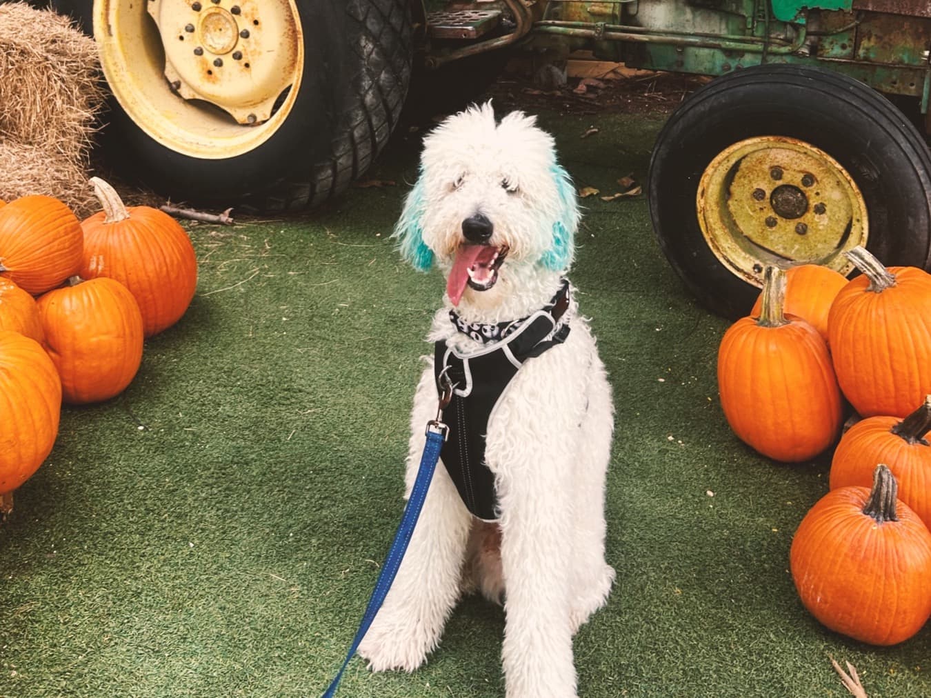 Mini Golden Doodle 1 year 2 months old male medium named Blu for breeding in Miami, Florida | Petmeetly