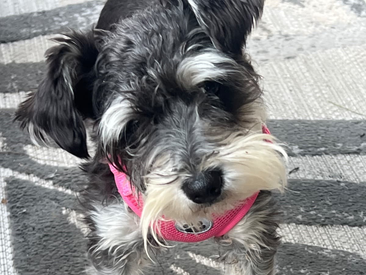 Miniature Schnauzer 1 year 10 months old female small named Masely for breeding in Powder Springs, Georgia | Petmeetly
