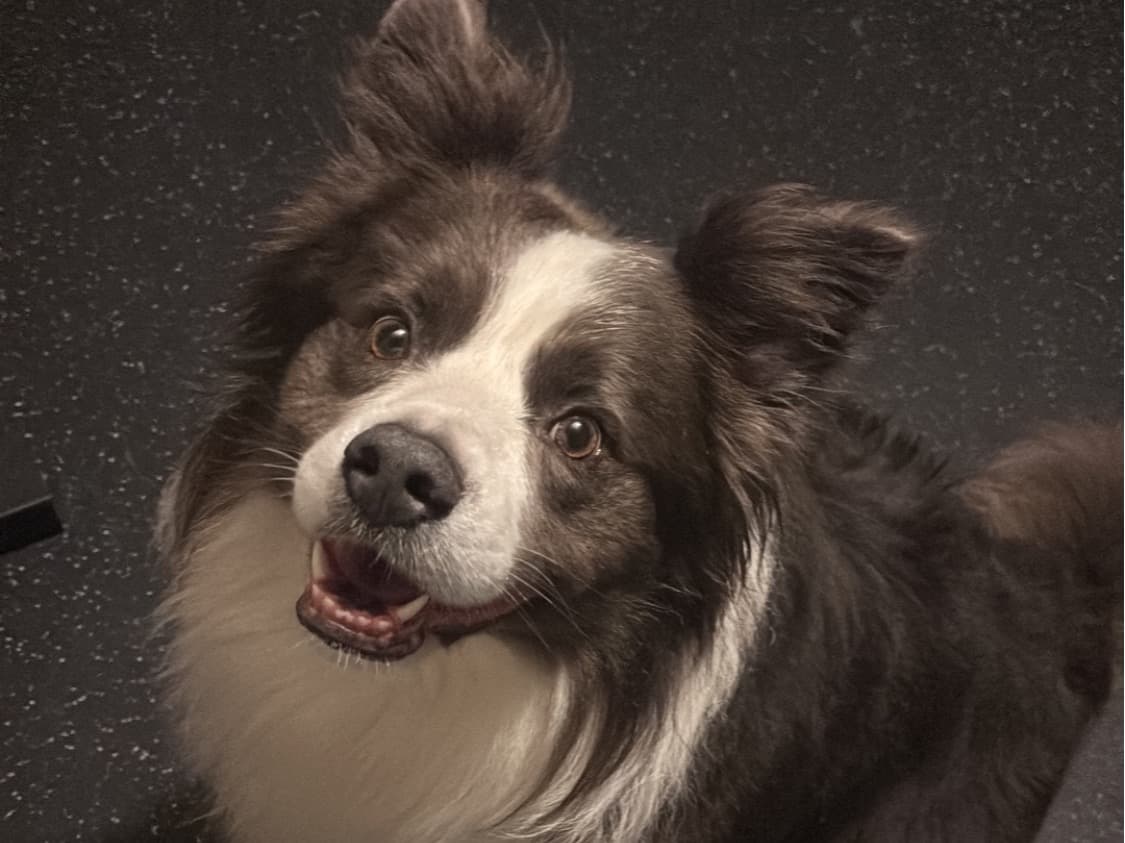 Border Collie 5 years 2 months old male medium named Cusco for breeding in Auburn, Georgia | Petmeetly