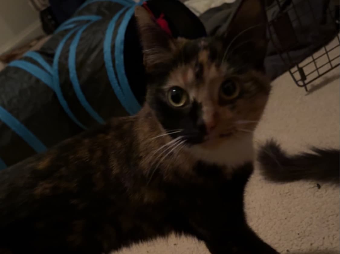 Tortoiseshell cat 1 year 2 months old female named Luca for breeding in Raleigh, North Carolina | Petmeetly