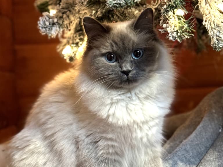 Ragdoll 2 years old female named luna for breeding in Surrey, British Columbia | Petmeetly