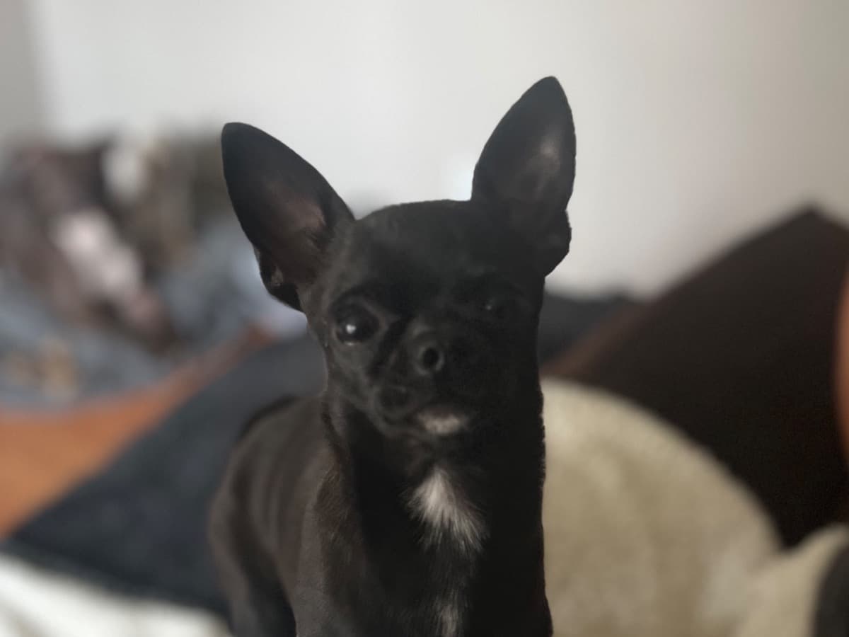 Chihuahua 1 year 3 months old male small named Roosef for breeding in Portland, Oregon | Petmeetly