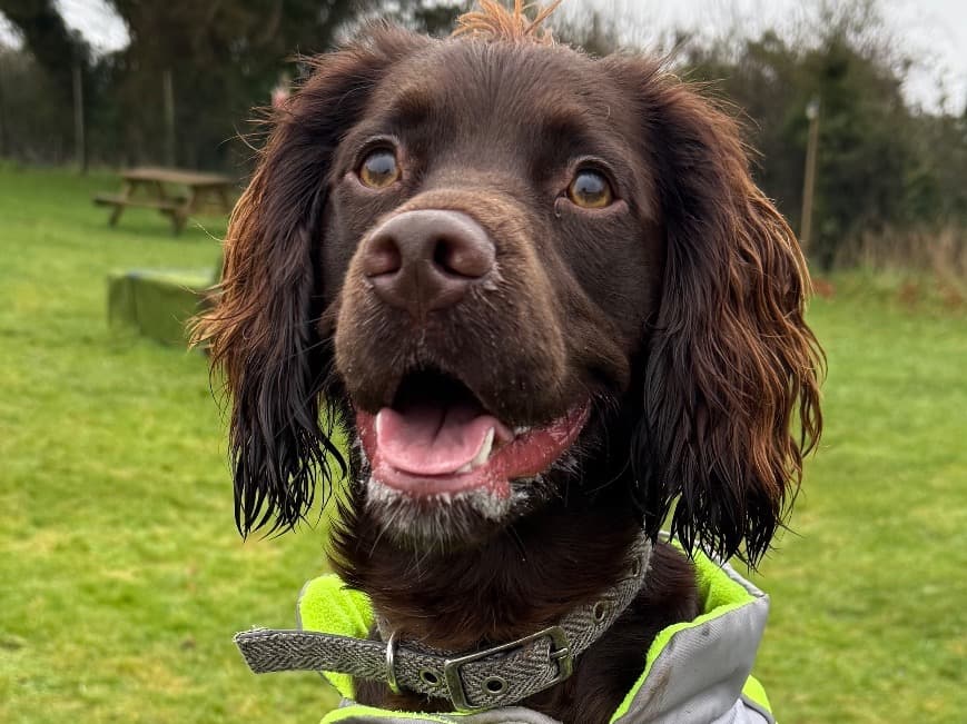 Cocker Spaniel 1 year 1 month old male medium named otis for breeding in South Newton, England | Petmeetly