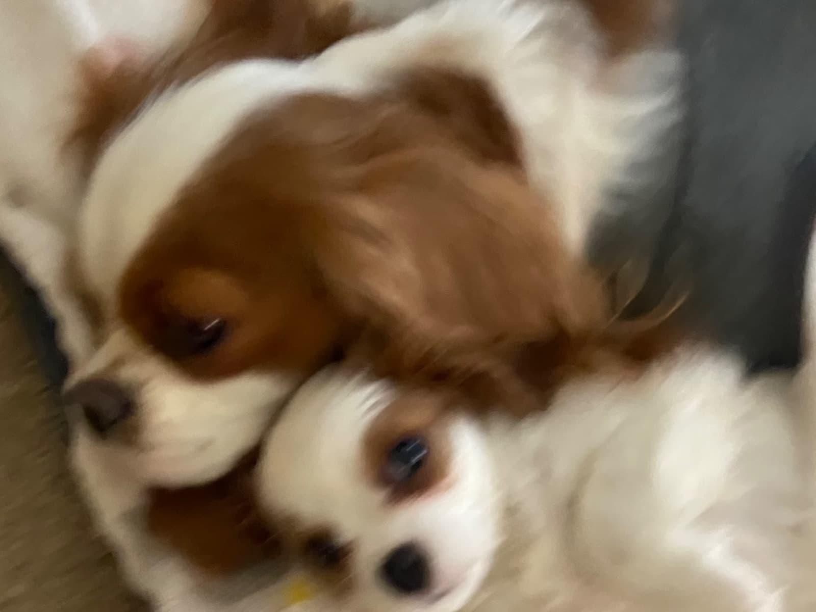 Cavalier King Charles Spaniel 2 years old female small named Buttercup for breeding in Cockeysville, Maryland | Petmeetly