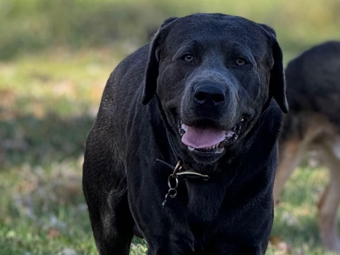 English Labrador Retriever 3 years 10 months old male large named maverick for breeding in Marine City, Michigan | Petmeetly