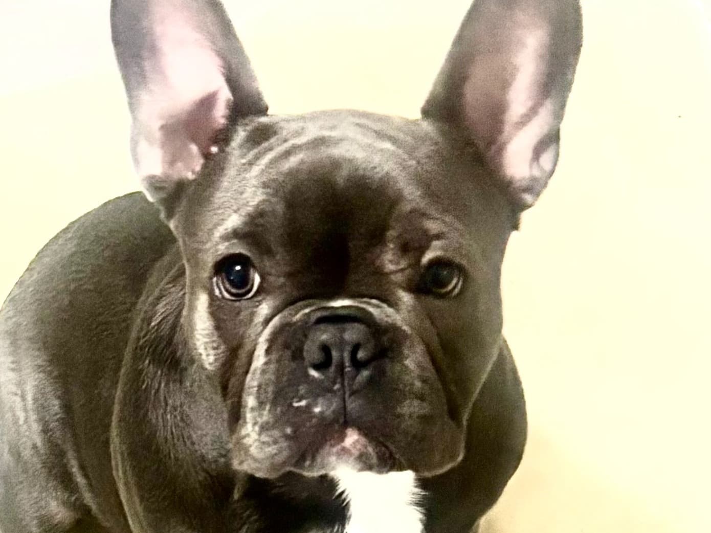 French Bulldog 1 year old male large named GUS for breeding in Chapel Hill, Tennessee | Petmeetly