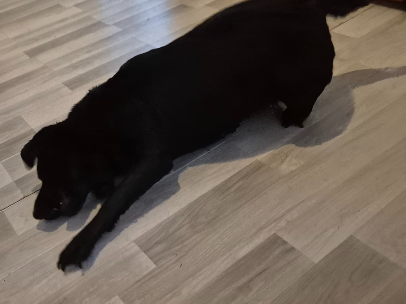 English Labrador Retriever 3 years old female medium named xena for breeding in Northleach, England | Petmeetly