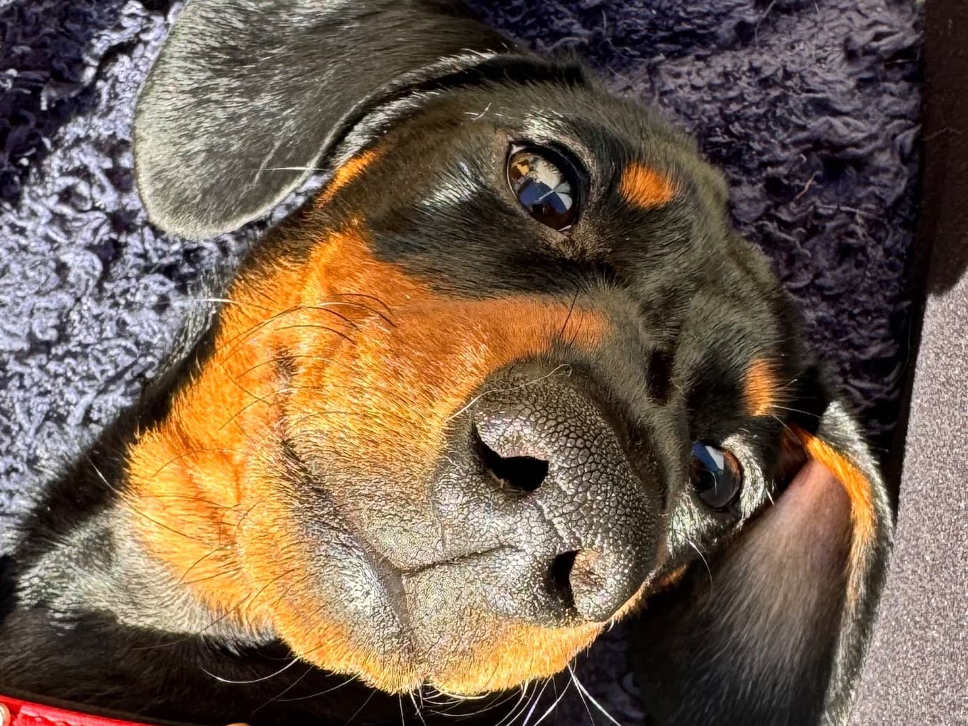 Dachshund 1 year 6 months old female small named Wanda for breeding in Crediton, England | Petmeetly