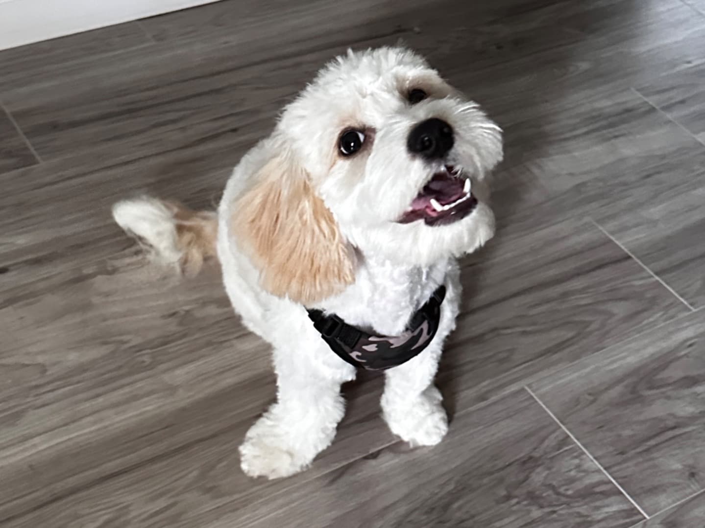 Cavachon 1 year 1 month old male medium named Joey for breeding in Memphis, Tennessee | Petmeetly
