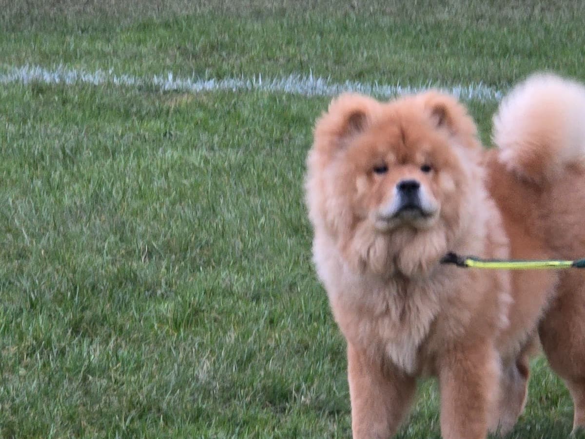 Chow Chow 1 year old male medium named red for breeding in Woking, England | Petmeetly