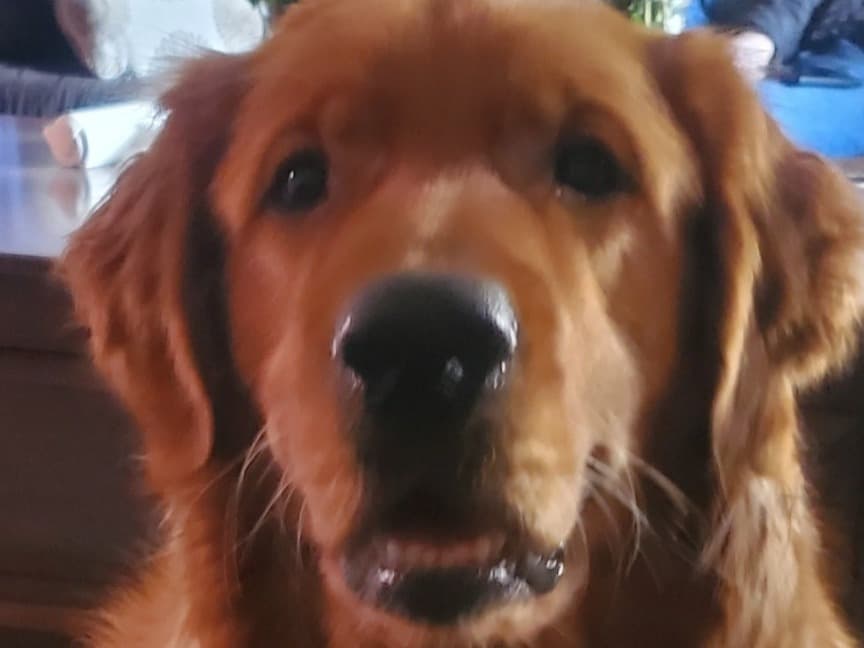 Golden Retriever 4 years old male large named chowder for breeding in Phoenix, Arizona | Petmeetly