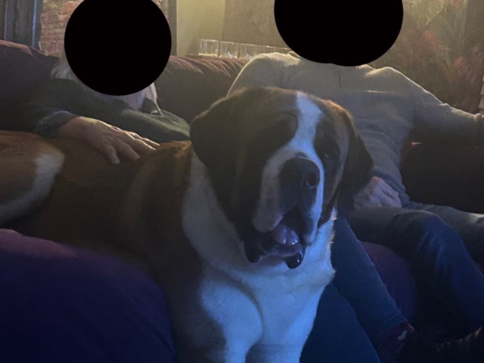 Saint Bernard 2 years old male extra large named magnus for breeding in Abernethy, Scotland | Petmeetly