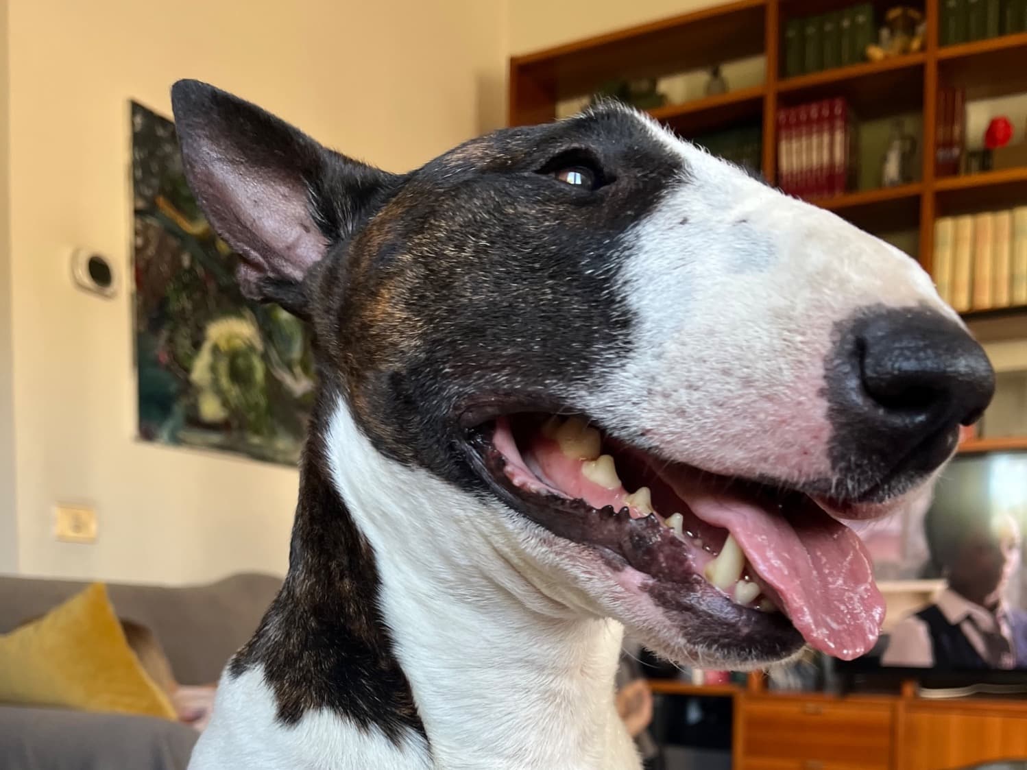 Miniature Bull terrier 6 years old male medium named Benito for breeding in Rome, Lazio | Petmeetly