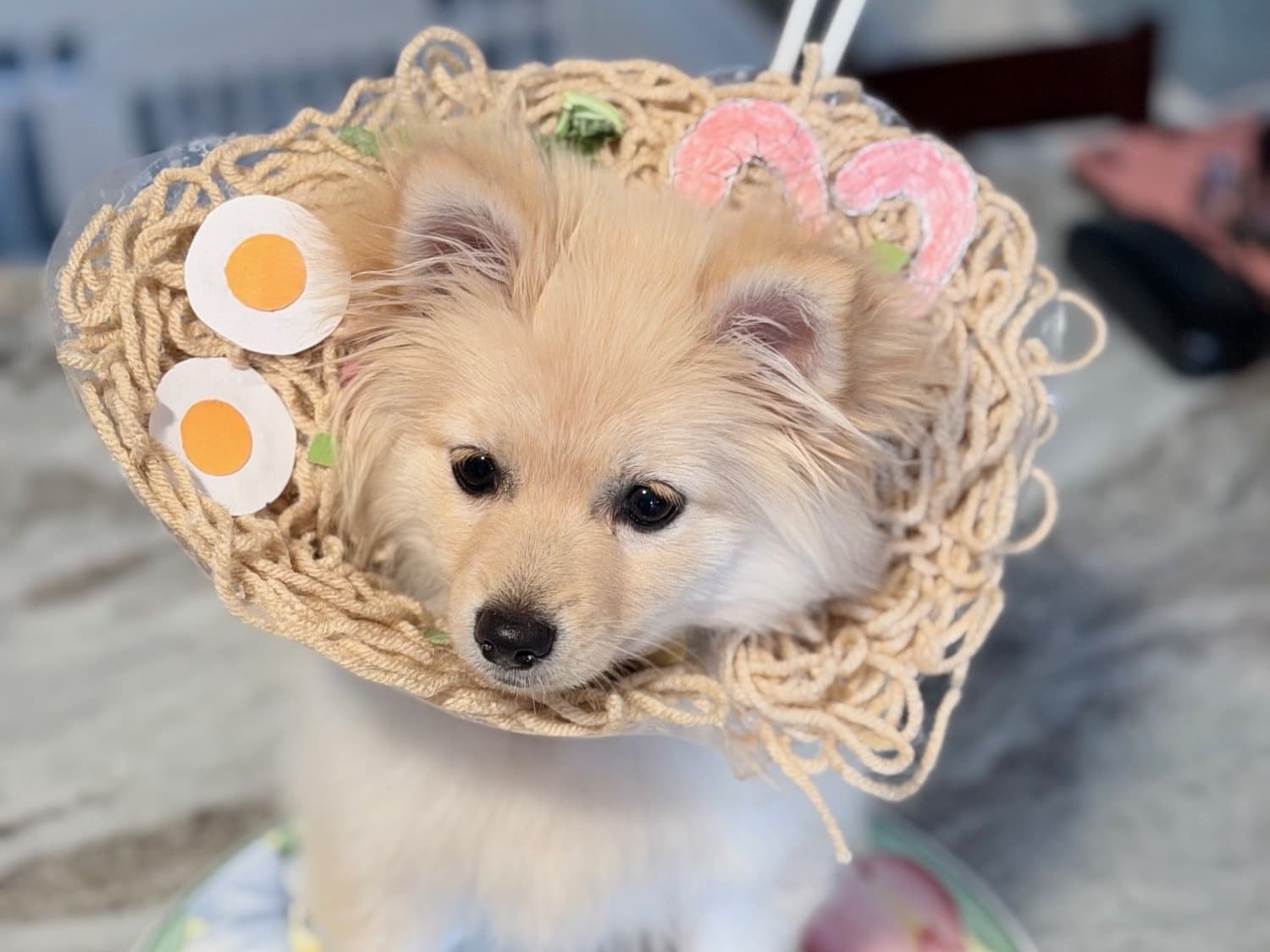 Pomeranian 1 year old female small named Sparkle for breeding in Cherry Hill Township, New Jersey | Petmeetly