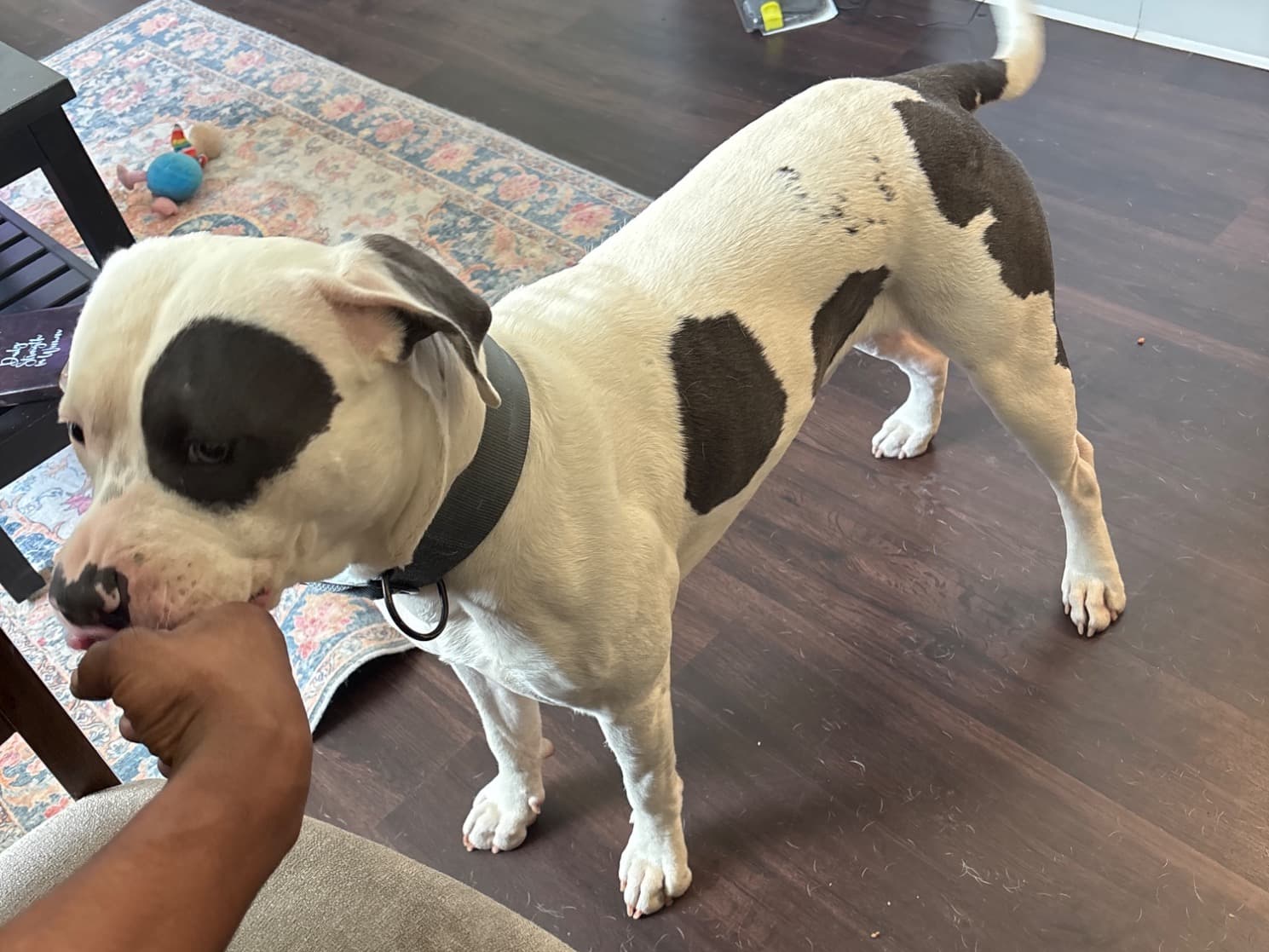 American PitBull Terrier 1 year 4 months old male large named Mayhem for breeding in Oxnard, California | Petmeetly