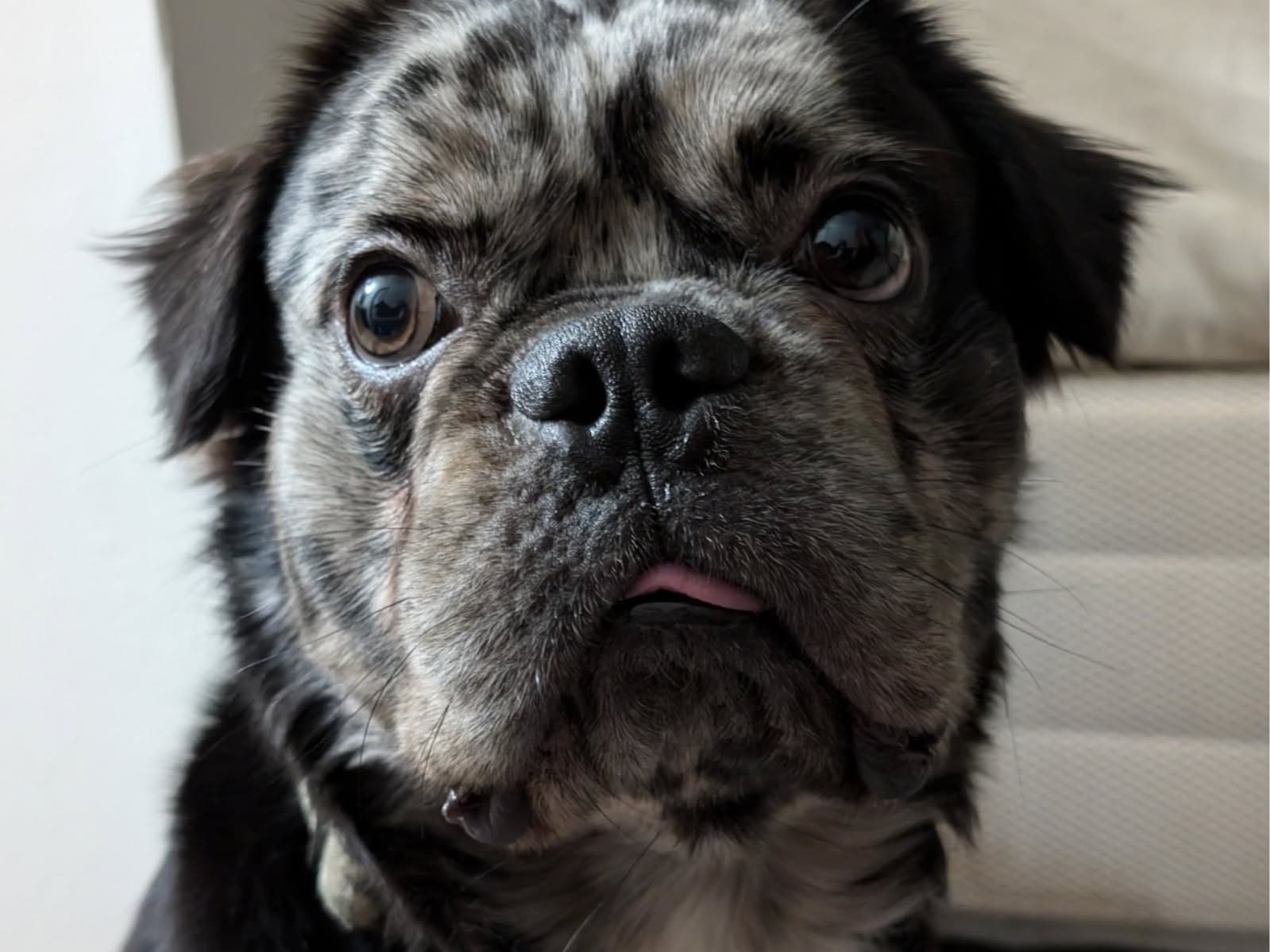 French Bulldog 2 years 5 months old male medium named Jefe for breeding in Atlanta, Georgia | Petmeetly