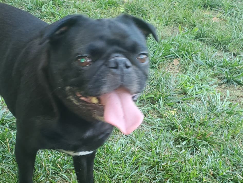 Pug 6 years old female small named raven for breeding in National Park, New Jersey | Petmeetly