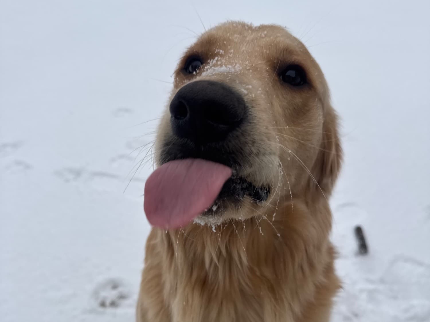 Golden Retriever 2 years old male large named Oatmeal for breeding in San Antonio, Texas | Petmeetly
