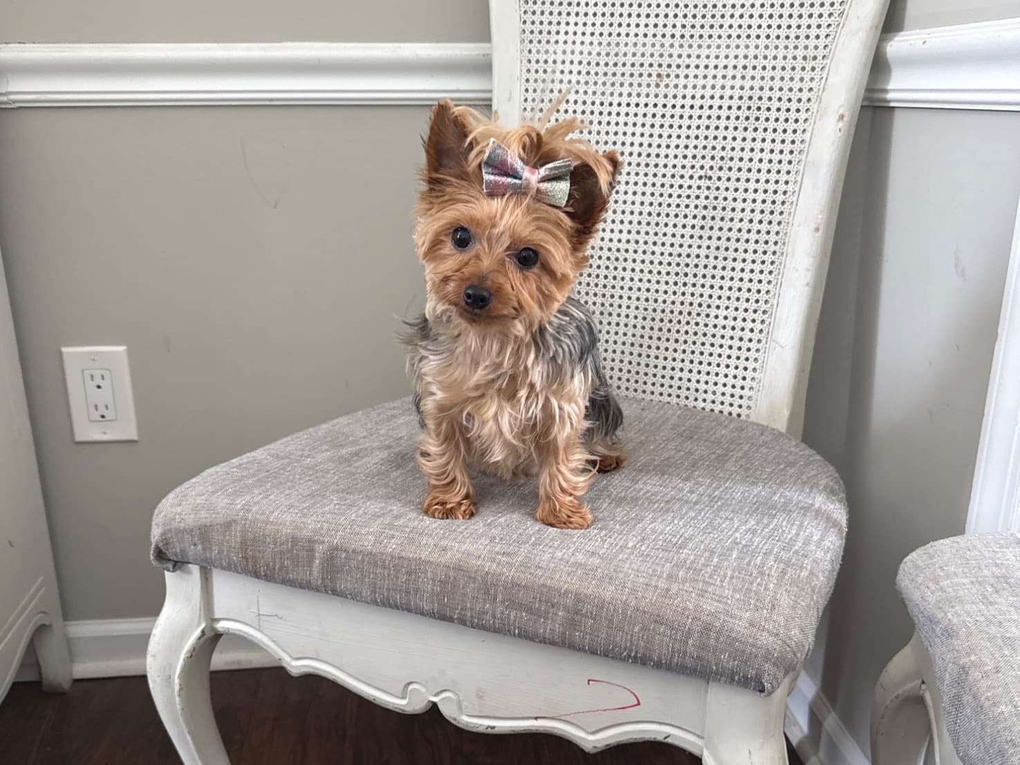 Teacup Yorkshire Terrier 4 years old female small named KoKo for breeding in Allentown, Pennsylvania | Petmeetly