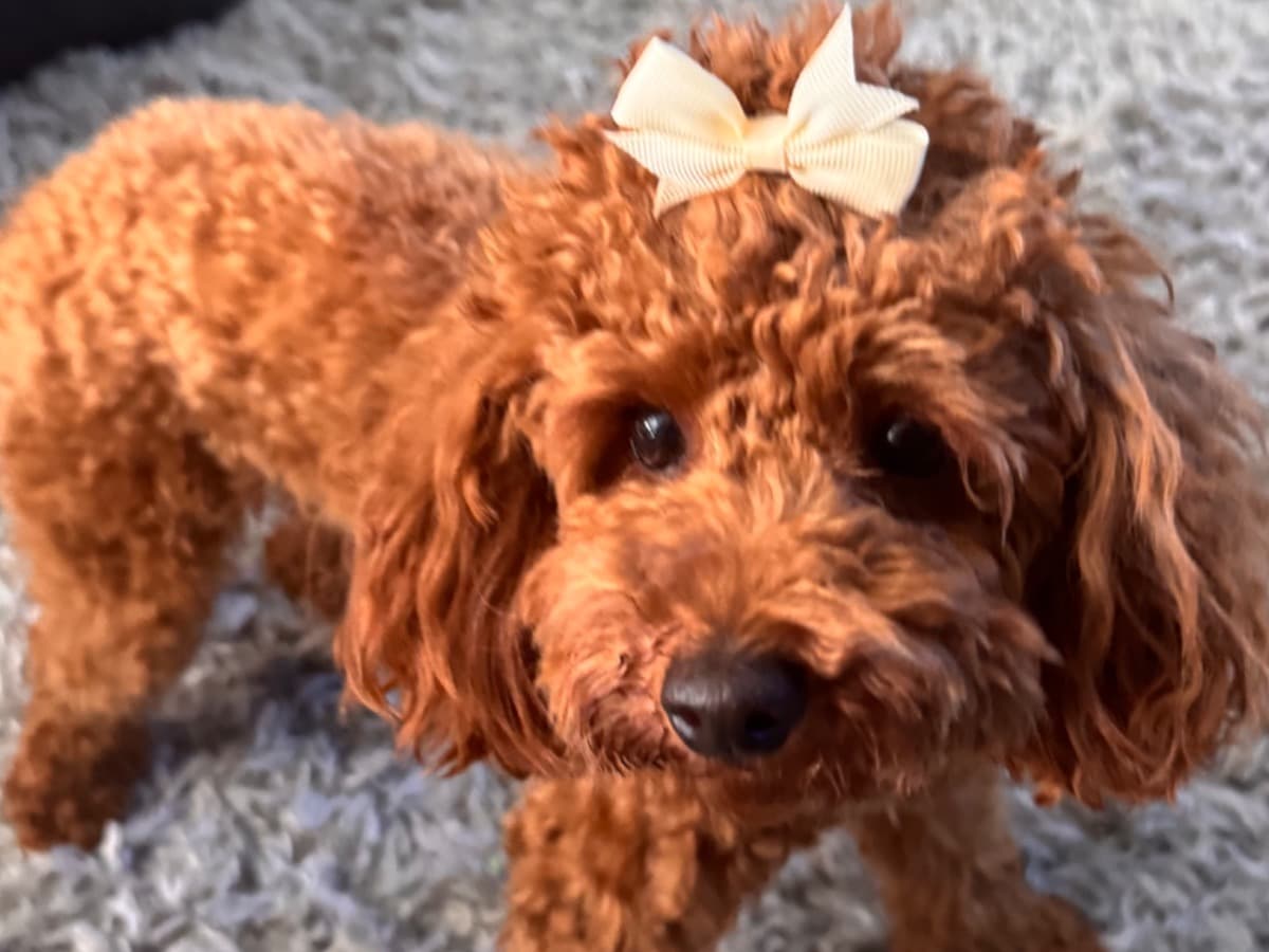 Toy Poodle 1 year 9 months old female small named Coco for breeding in London, England | Petmeetly