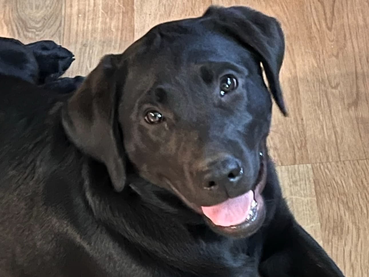 English Labrador Retriever 3 years old female large named willow for breeding in Sussex, New Jersey | Petmeetly