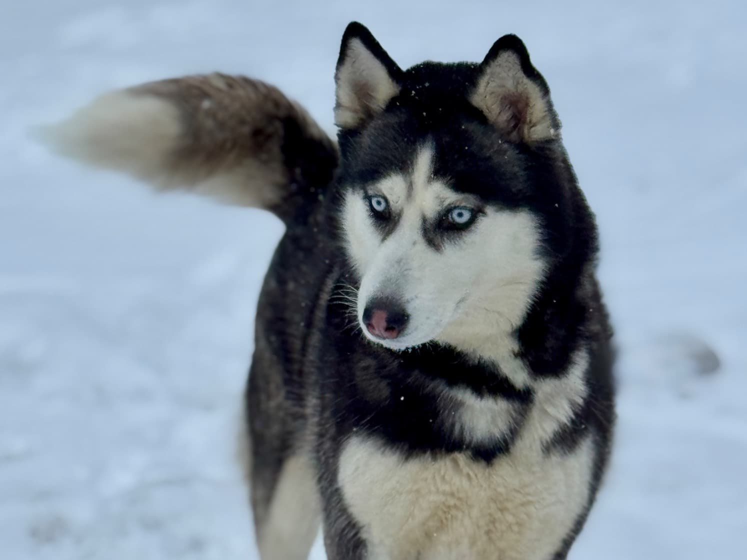 Siberian Husky 4 years 9 months old female medium named Shylo for breeding in Sainte-Catherine, Quebec | Petmeetly