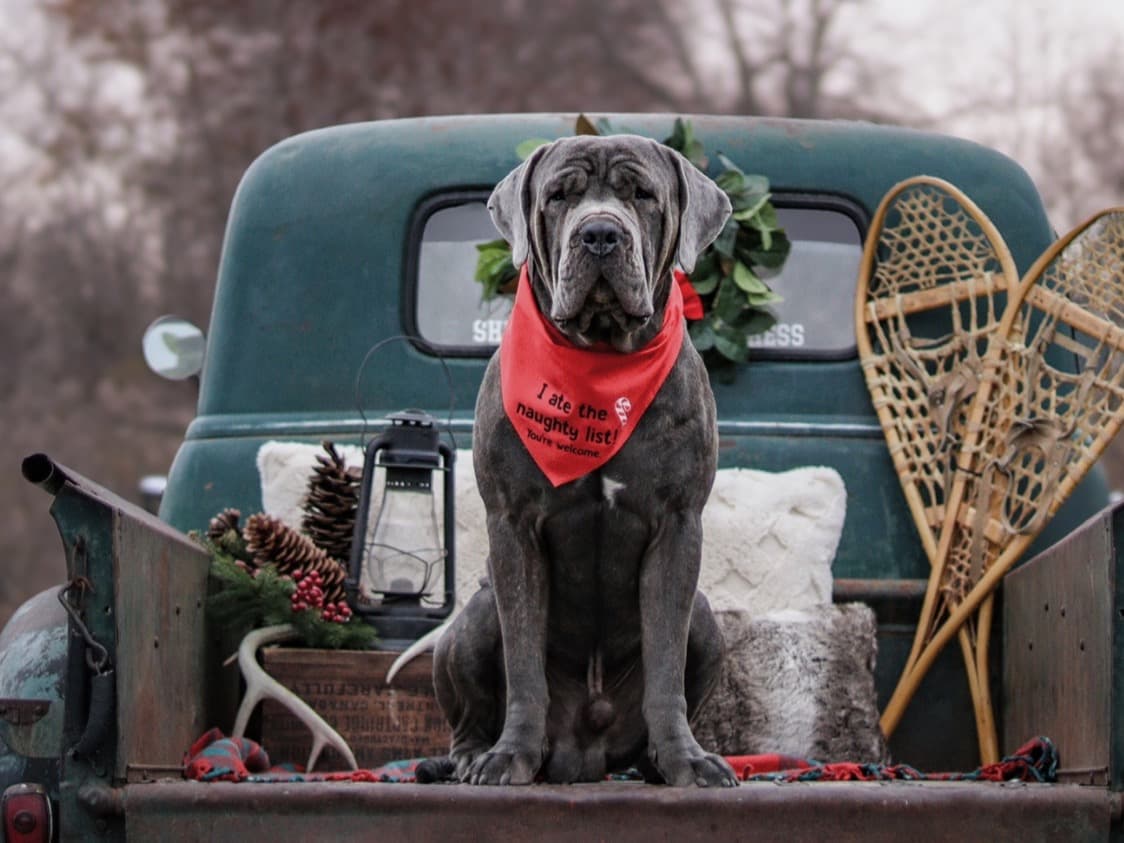 Cane Corso 2 years 9 months old male extra large named cane corso for breeding in Niagara Falls, Ontario | Petmeetly