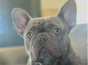 French Bulldog 2 years 6 months old male medium named Smokie for breeding in St. Petersburg, Florida | Petmeetly