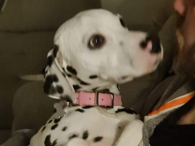 Dalmatian 4 years 2 months old female large named Tassie for breeding in Springfield, England | Petmeetly