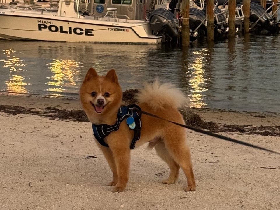 Pomeranian 10 years old male small named Cody for breeding in Miami, Florida | Petmeetly