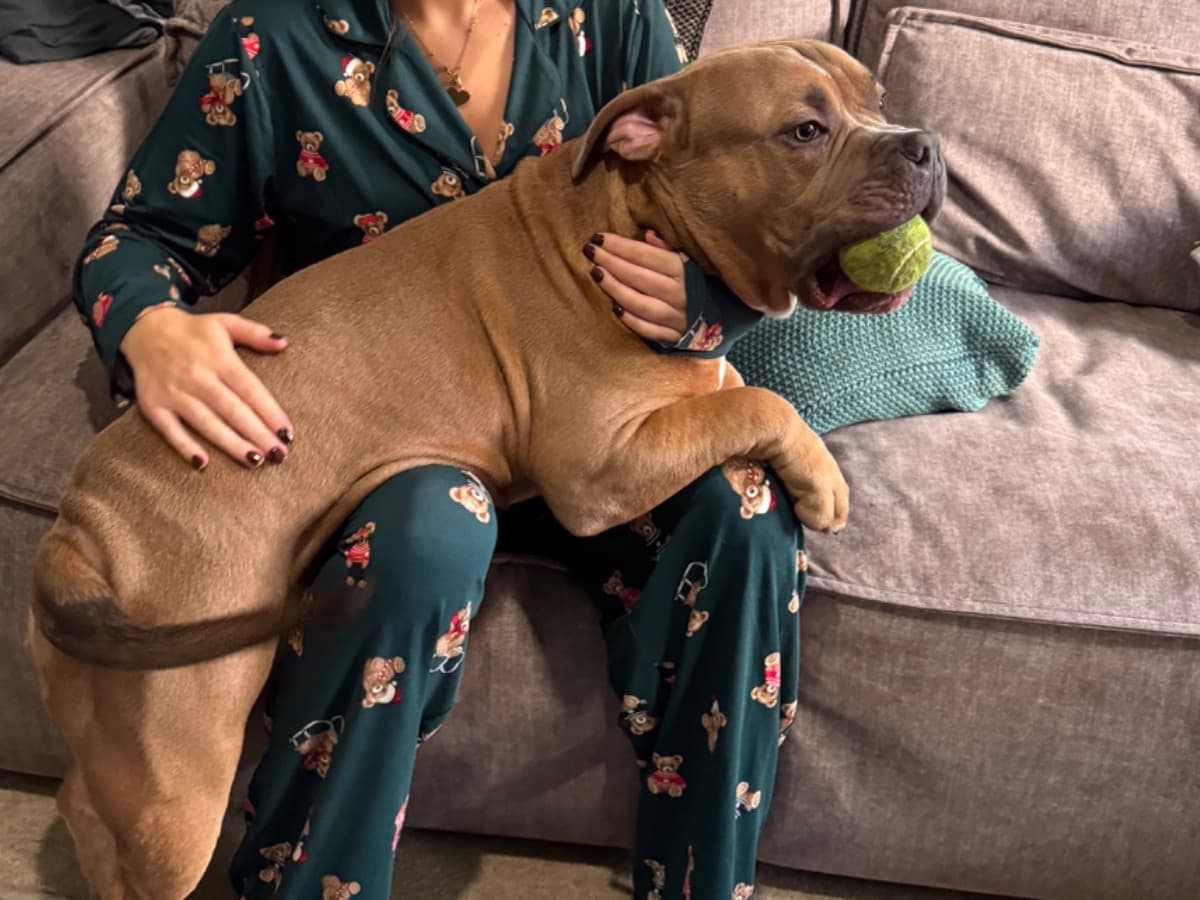 Pocket Bully 1 year old male large named Bear for breeding in Romford, England | Petmeetly