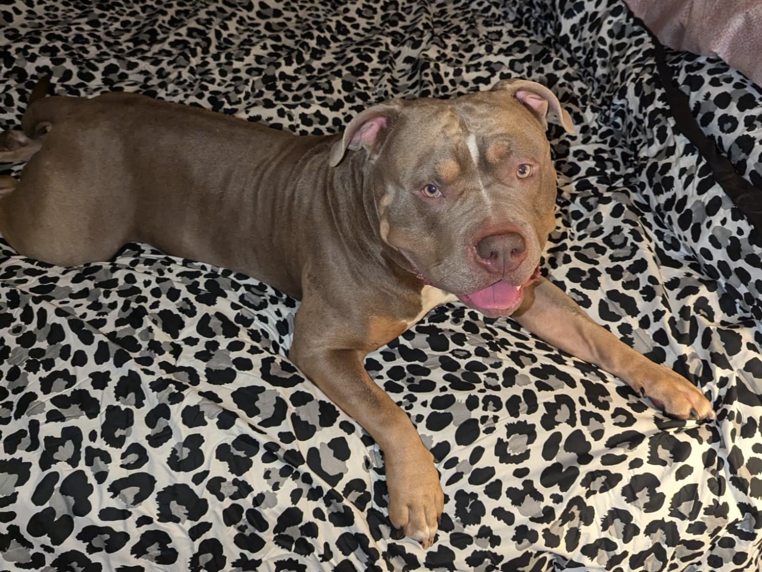 American Staffordshire Terrier 3 years 6 months old male large named Ace for breeding in Camden, New Jersey | Petmeetly