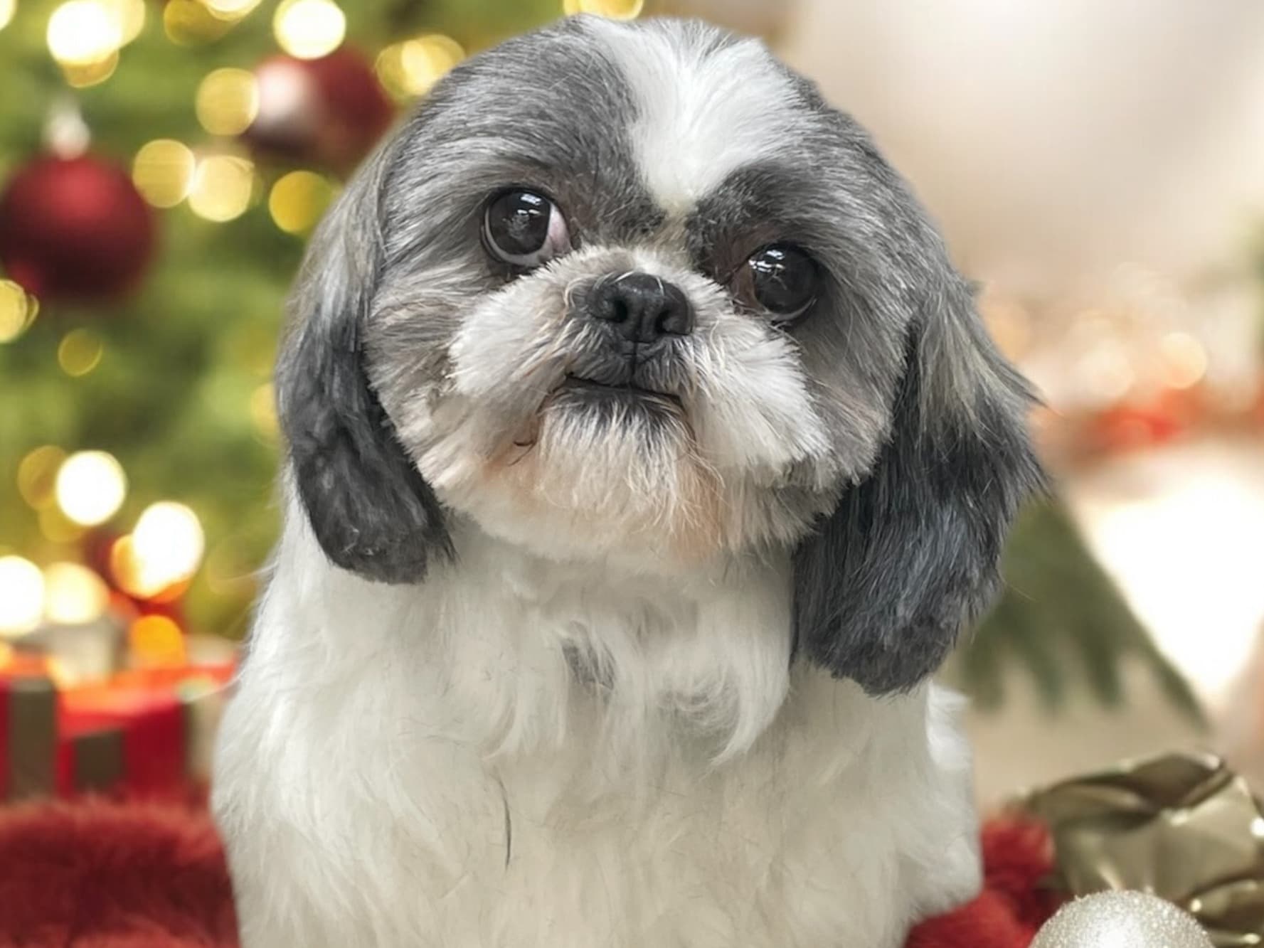 Shih Tzu 3 years 7 months old female small named Maggie for breeding in Hemet, California | Petmeetly