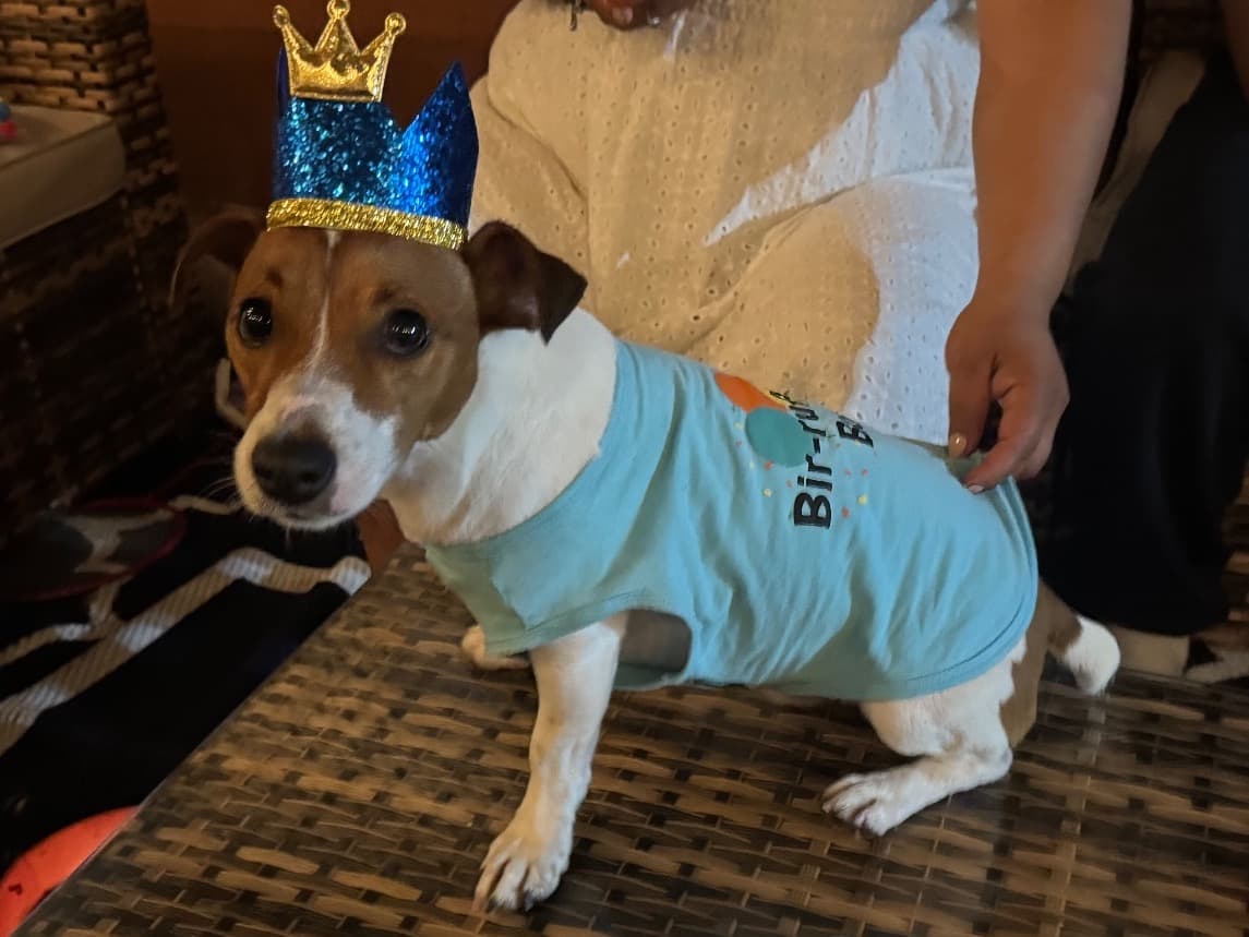 Jack Russell Terrier 2 years 7 months old male medium named SCAR for breeding in New York, New York | Petmeetly