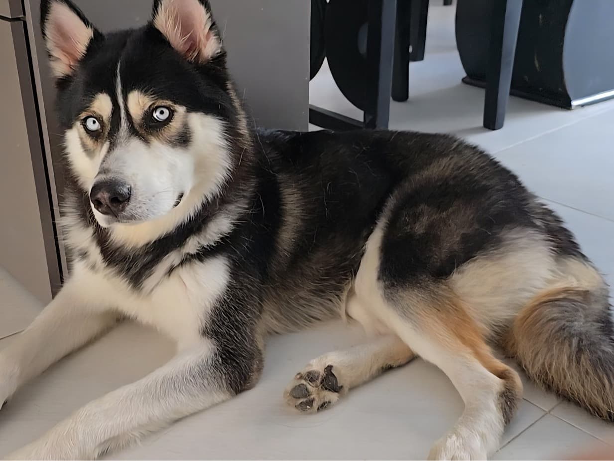 Husky 1 year 4 months old male large named gonker for breeding in Jamundí, Valle del Cauca | Petmeetly